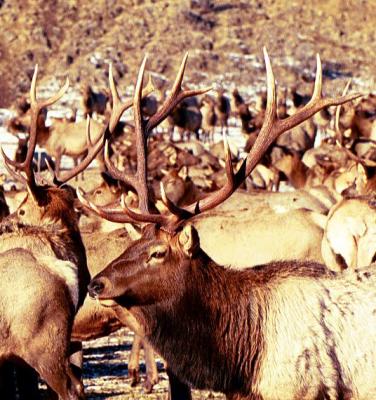 Elk, Oak Cr Wildlife Area