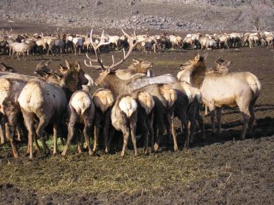 Elk, Oak Cr Wildlife Area