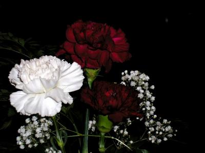 Carnations .jpg