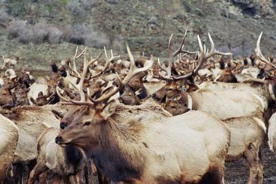 Elk, Oak Creek Wildlife Area