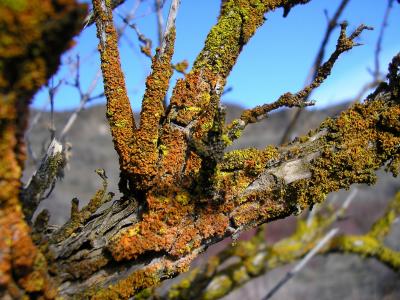 Lichens on sagebrush