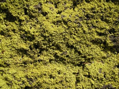 Lichens on rock