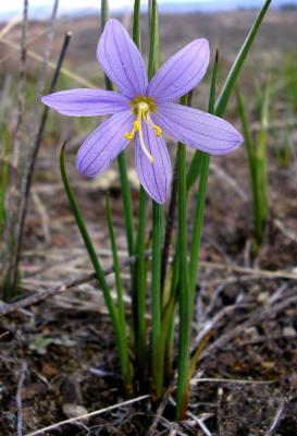 Grass widow, Sisyrinchium sp.