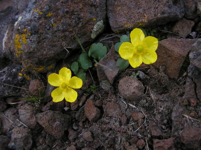 Sagebrush buttercup