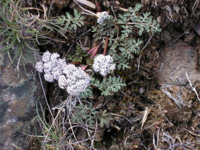 salt and pepper, Lomatium piperi