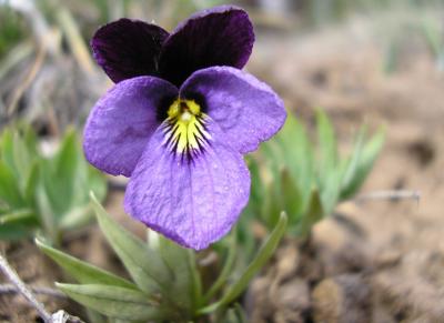 Sagebrush violet, Viola trinervata