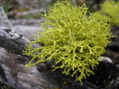 Lichens on sagebrush