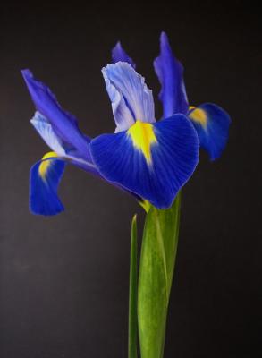 Oly D540 022.jpg