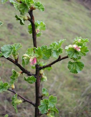 Currant, Ribes sp.