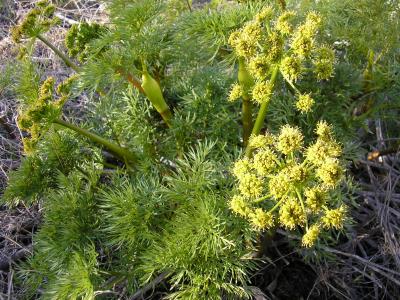 Grays desert parsley