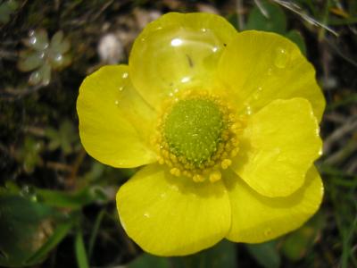 Sagebrush buttercup, Ranunculus glaberrimus