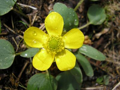 Sagebrush buttercup, Ranunculus glaberrimus