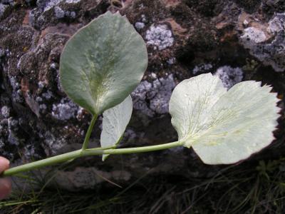 Barestem lomatium leaves