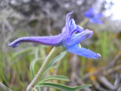 Delphinium Sp.