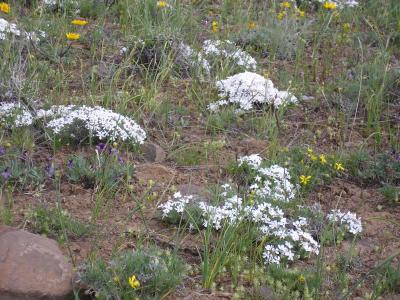 Wildflower's Cowiche Canyon