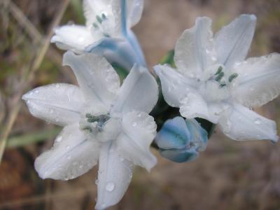 Brodiaea