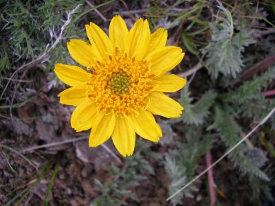 Hooker's balsamroot