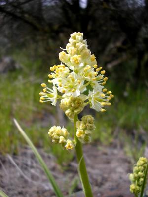 Death camas