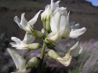 Locoweed, Astragalus sp.