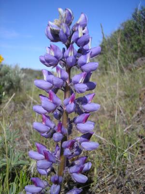 Lupine, Lupinus sericeus