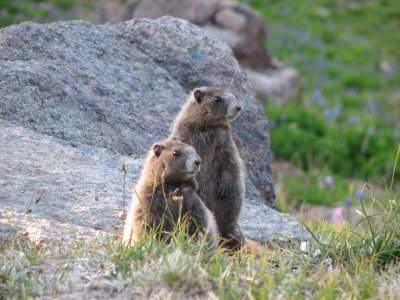 IMG_0500Young hoary marmots.JPG