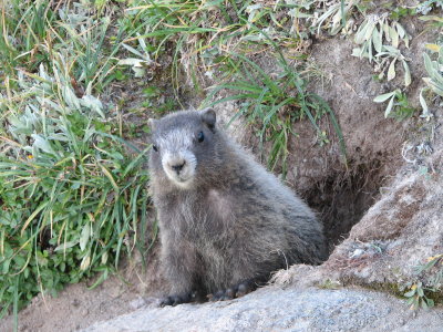 Young hoary marmot