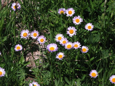 IMG_5633 Subalpine daisy, Erigeron peregrinus.jpg