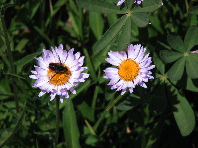 IMG_5634 Subalpine daisy,  Erigeron peregrinus.jpg
