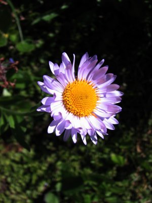 IMG_5640 Subalpine daisy, Erigeron peregrinus.jpg