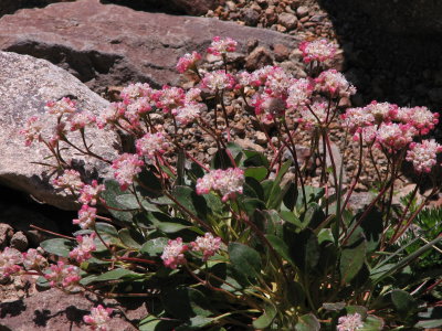 IMG_5721 Alpine buckwheat,  Eriogonum pyrolifolium