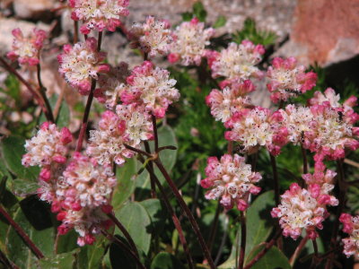 IMG_5722 Alpine buckwheat, Eriogonum pyrolifolium