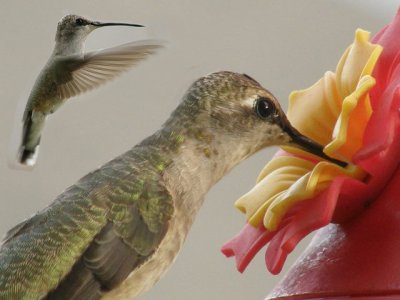 A hummingbird composite.