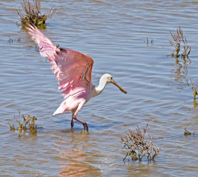A Roseate Spoonbill on the coast in Port Aransas on Mustang Island, TX