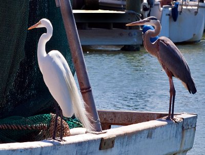 These freeloaders, a Great Blue Heron and White Egret,  are looking for a handout from a fishing boat in the Rockport, TX harbor