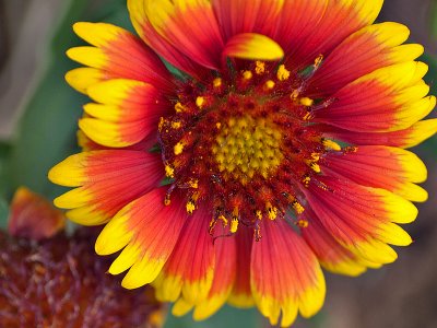 Perhaps an Indian Blanket