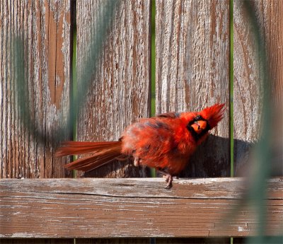 The very rare one legged Northern Cardinal