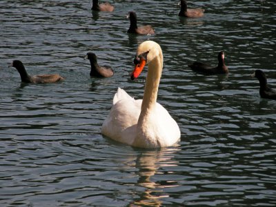 One of the many swans on the lake