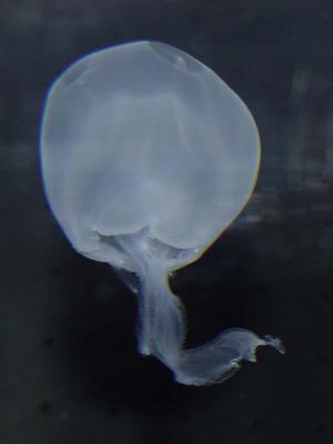 Moon Jellyfish