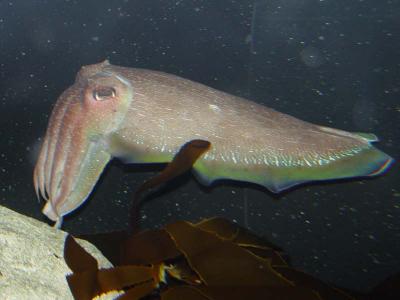 Giant Cuttlefish