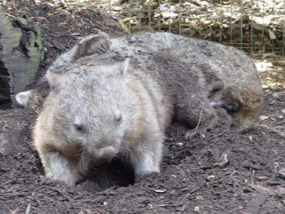 Making Wombats
