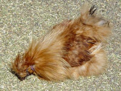 Big Fat Hairy Chicken