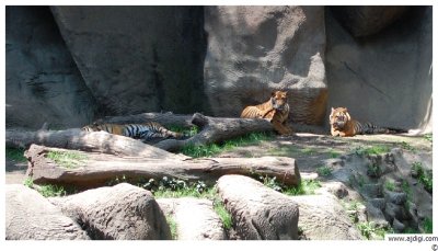 DSC_0801.JPG