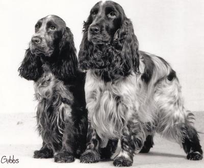 Cocker Spaniels, circa 1985