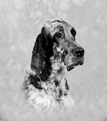 g3/15/182315/3/57066476.EnglishSetter01pbase.jpg