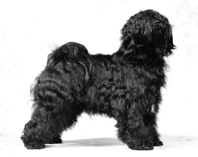 Tibetan Terrier