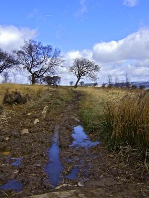 The Muddy Walk