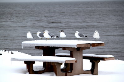 Snow Day