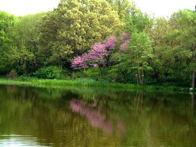 Turtle Pond in Central Park