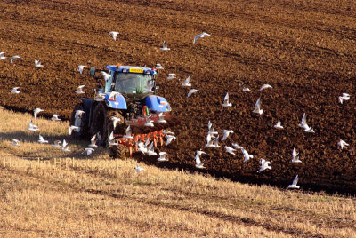 A farmer at work (a wider view)