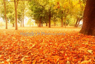 Autumn colours #2